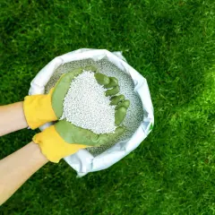 Ręce w zielono-żółtych rękawiczkach trzymają nawóz w granulacie nad otwartym workiem na tle zielonego trawnika.