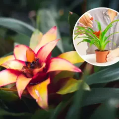 Kwiat bromelia w pełnym rozkwicie, z płatkami w odcieniach żółci i czerwieni. W okręgu widać, jak ktoś podlewa mniejszą bromelię.