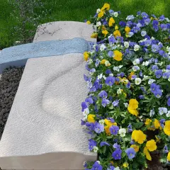 Nagrobek z kamienia z niebieską wstęgą, otoczony bujnymi, kolorowymi bratkami.
