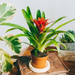 Kwiat bromelii z jaskrawoczerwonym kwiatostanem w doniczce, obok innych roślin.