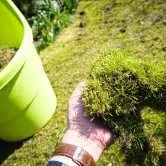 Ręka trzyma kępę mchu i trawy obok zielonego pojemnika.