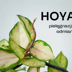 Zielone liście hoji z białymi i różowymi przebarwieniami, tekst "HOYA pielęgnacja, odmiany".