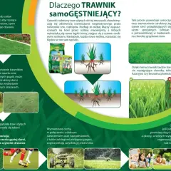 Ilustracja przedstawia gęsty, zielony trawnik, sadzonki traw z rozłogami oraz opakowania nasion traw.