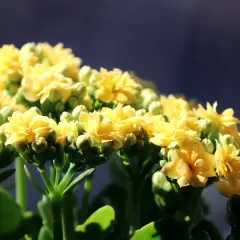 Kępa żółtych kwiatów kalanchoe z zielonymi pąkami na ciemnym tle.