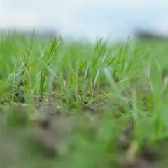 Młoda, zielona trawa wyrastająca z ziemi na tle rozmytego nieba.