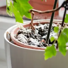 Biały nalot pleśni na ziemi w doniczce z zielonymi liśćmi.
