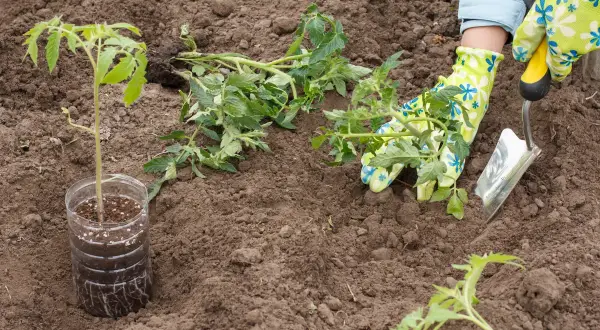 Sadzenie pomidorów do gruntu: młode sadzonki w doniczkach i rękawiczkach z łopatką przygotowują ziemię do przyjęcia roślin.