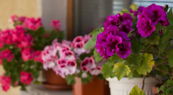 Anginka gdzie kupić? Sprawdź ceny i wybierz najlepszą!