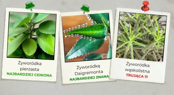 Trzy zdjęcia żyworódki: pierzastej, Daigremonta i wąskolistnej.