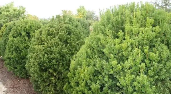 Rząd gęstych, zielonych krzewów, w tym cis kolumnowy, tworzy naturalny żywopłot.
