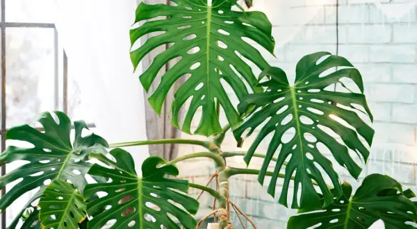 Duża, zielona monstera z charakterystycznymi otworami w liściach, na tle okna i ceglanej ściany.