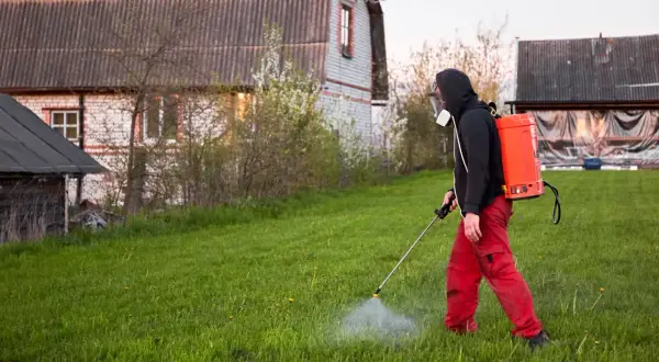Osoba w masce i czerwonych spodniach opryskuje trawnik środkiem chwastobójczym.