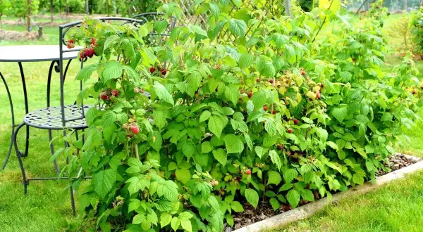 Piękny pomysł na maliny w ogrodzie. Krzewy malin obficie owocują, a obok stoi stolik z krzesłem, idealne miejsce na letni relaks.