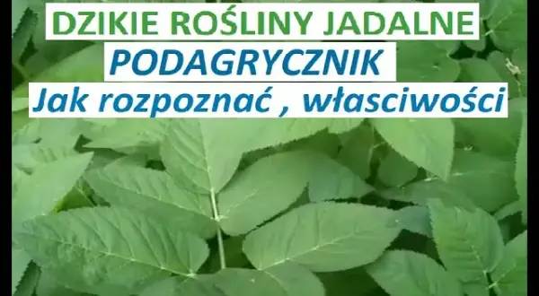 Jak rozpoznać podagrycznik? Kluczowe cechy i pułapki