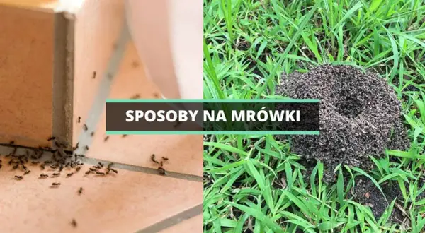 Mrówki w ogrodzie: Skuteczne sposoby na pozbycie się problemu