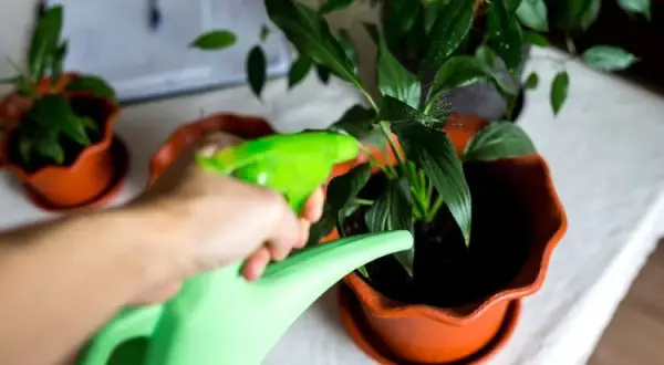Domowe sposoby na kwiaty: Szybki wzrost i spektakularne kwitnienie