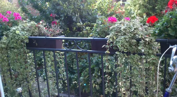 Balkon z kwitnącymi pelargoniami i zwisającymi pnączami w donicach na balustradzie.