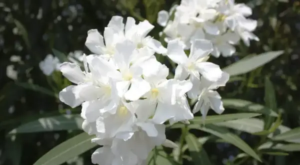 Kwitnący oleander w białych kolorach, z zielonymi liśćmi w tle.