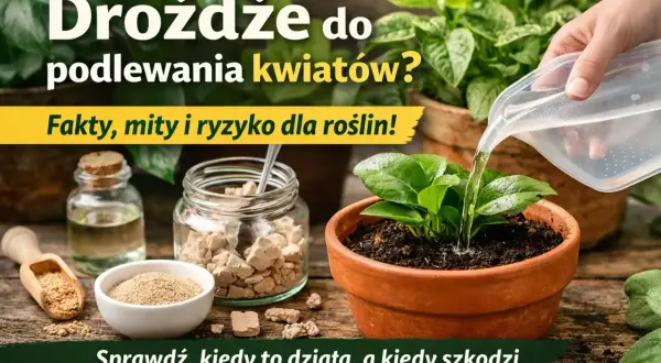 Ręka podlewa młodą roślinę w doniczce, obok słoiki z drożdżami i buteleczka.