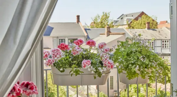 Kwitnące pelargonie w doniczkach na balkonie z widokiem na dachy domów.
