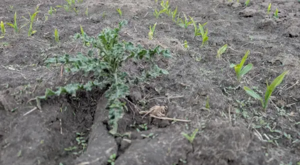 Młode rośliny kukurydzy i chwast na polu.