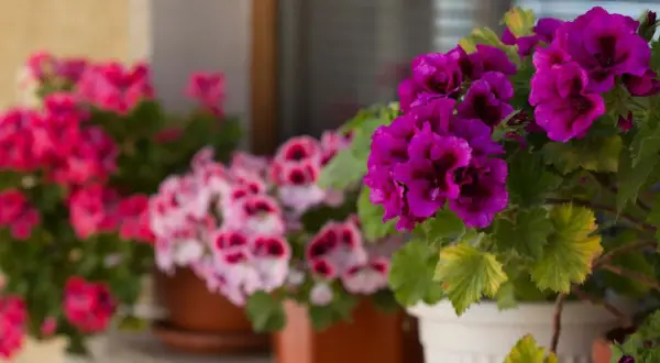 Anginka: Jak pielęgnować pelargonię pachnącą dla zdrowia i zapachu?