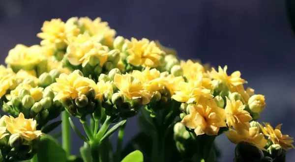 Kępa żółtych kwiatów kalanchoe z zielonymi pąkami na ciemnym tle.