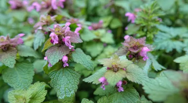 Purpurowe chwasty w zbożu? Skuteczny plan zwalczania krok po kroku