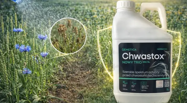 Butelka Chwastox Trio na tle pola, z opryskiem i uschniętymi chwastami w kółku.