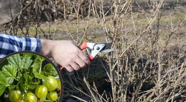 Przycinanie agrestu na pniu. W okręgu zielone agresty, obok ręka z sekatorami przy krzewie.
