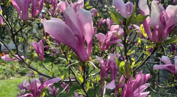 Kwitnąca magnolia w kolorze różowym. Idealny czas, by zastanowić się, kiedy sadzić magnolię, by cieszyć się jej pięknem.