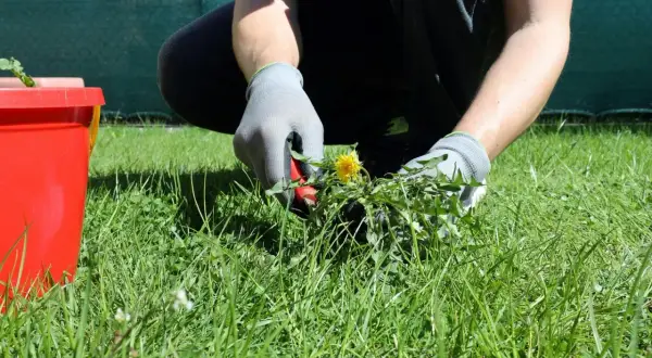 Osoba w rękawiczkach wyrywa żółty mniszek z zielonego trawnika. Obok czerwione wiaderko.