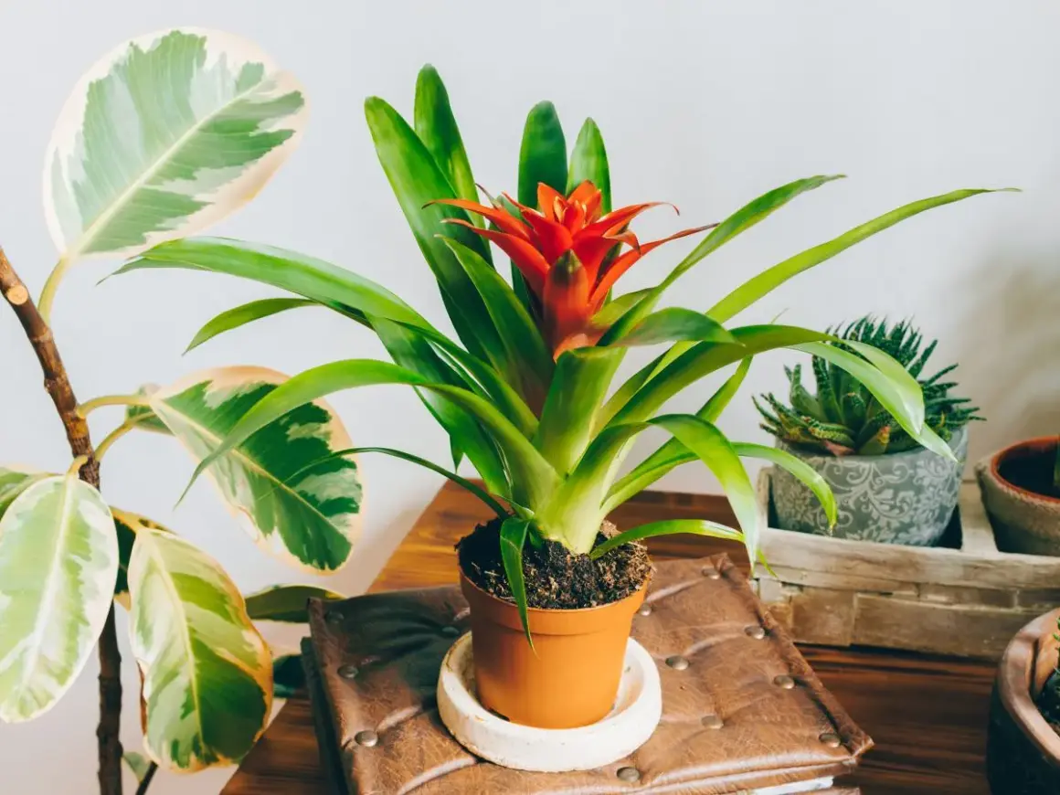 Kwiat bromelii z jaskrawoczerwonym kwiatostanem w doniczce, obok innych roślin.