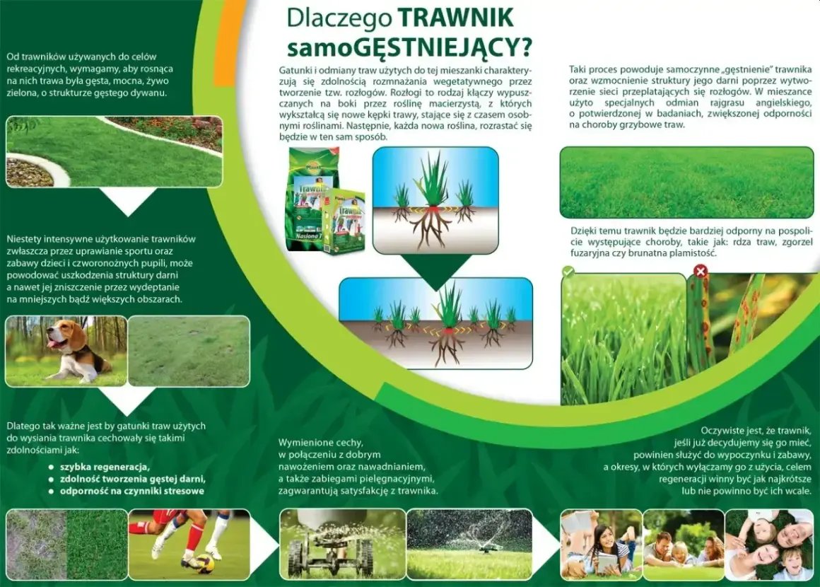 Ilustracja przedstawia gęsty, zielony trawnik, sadzonki traw z rozłogami oraz opakowania nasion traw.