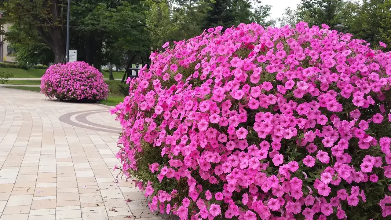 Zachwycająca vista supertunia w intensywnym różowym kolorze, tworząca bujne kule kwiatów na tle zieleni i brukowanej ścieżki.