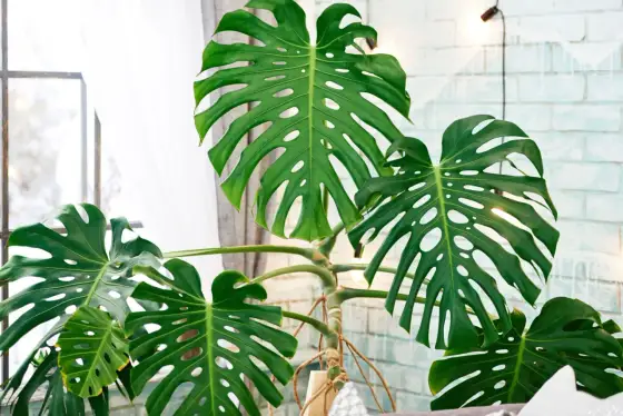 Monstera - Pielęgnacja krok po kroku. Twoja dżungla w domu!