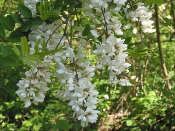 Akacja czy robinia? Różnice, wybór do ogrodu i sadzenie