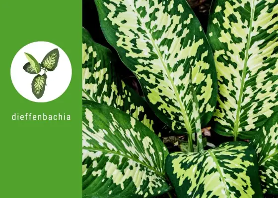 Difenbachia - Jak wybrać odmianę i dbać o liście?