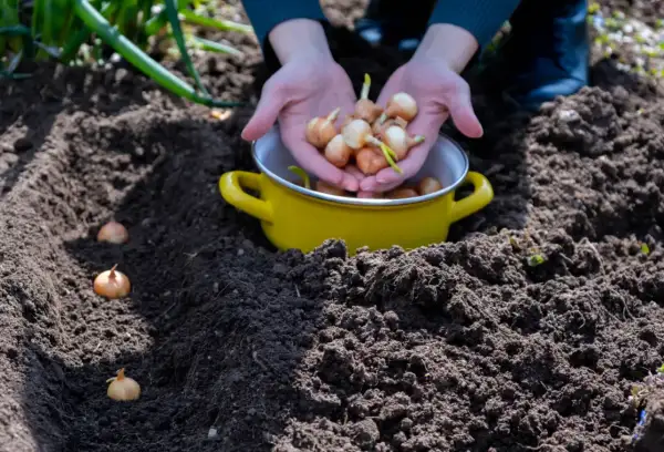 Ręce trzymające cebulki czosnku nad żółtą miską, obok posadzonych w ziemi cebulek.
