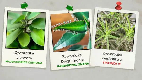 Trzy zdjęcia żyworódki: pierzastej, Daigremonta i wąskolistnej.