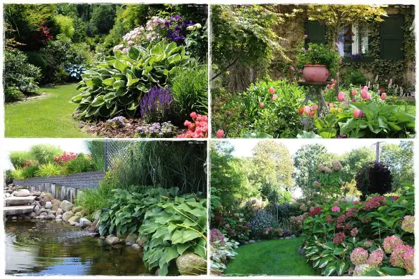 Kolorowe rabaty z hostami, tulipanami i hortensjami w letnim ogrodzie.