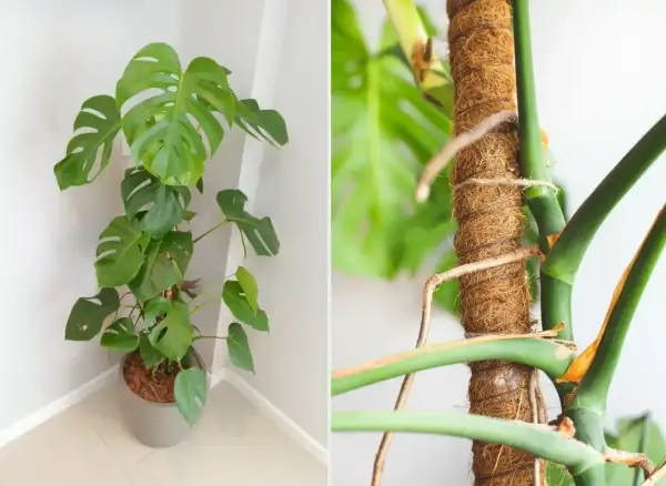 Monstera z korzeniami powietrznymi owiniętymi wokół palika kokosowego.