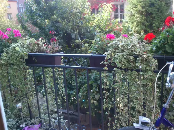 Balkon z kwitnącymi pelargoniami i zwisającymi pnączami w donicach na balustradzie.