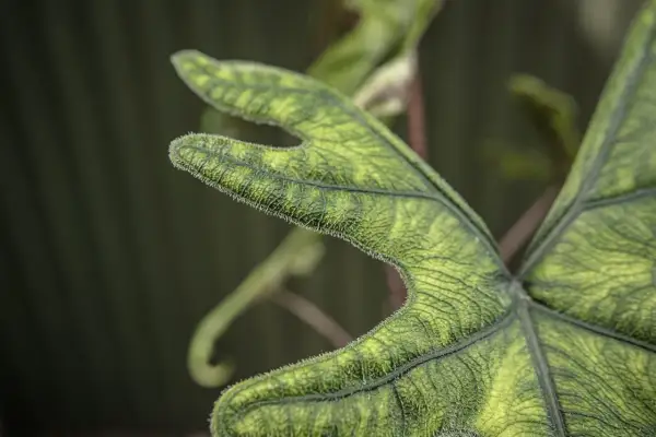 Zbliżenie na zielony, włochaty liść Alocasia Jacklyn z widocznymi żyłkami.