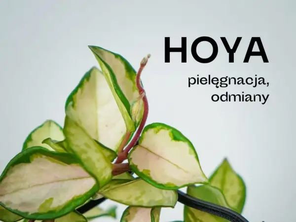 Zielone liście hoji z białymi i różowymi przebarwieniami, tekst "HOYA pielęgnacja, odmiany".