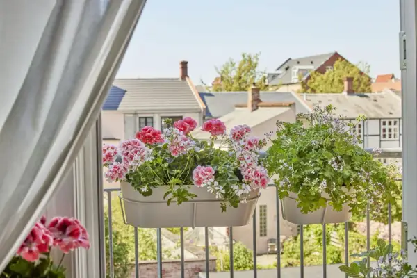 Kwitnące pelargonie w doniczkach na balkonie z widokiem na dachy domów.