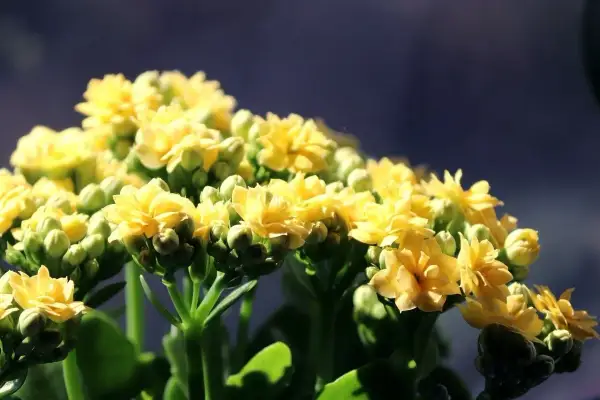 Kępa żółtych kwiatów kalanchoe z zielonymi pąkami na ciemnym tle.